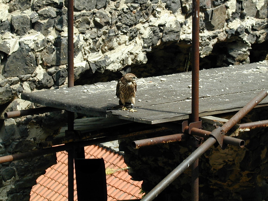 p7070694