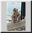 (0007) Opice jsou na Gibraltaru turistickou atrakcí
